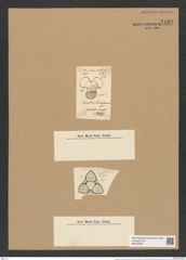 Triceratium mormanianum Grev. (de-Toni-Nr.: Genus 140, Species 3962) Zeichnungen Sammlung Grunow Nr. 7439 (NHMW-BOT-W0376525)
